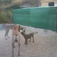 Duke, holly y el gran Hector